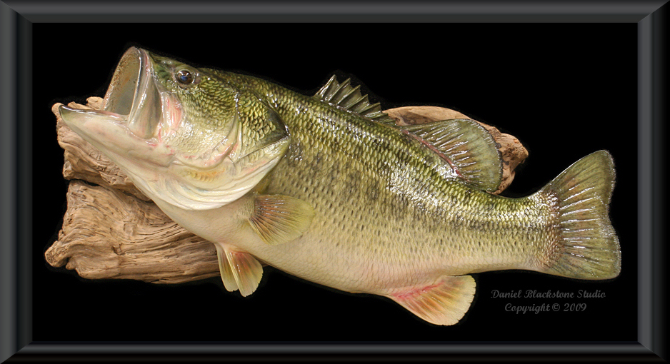 Largemouth Bass 27R inches Full Mount Fiberglass Fish Replica - The Fish  Mount Store